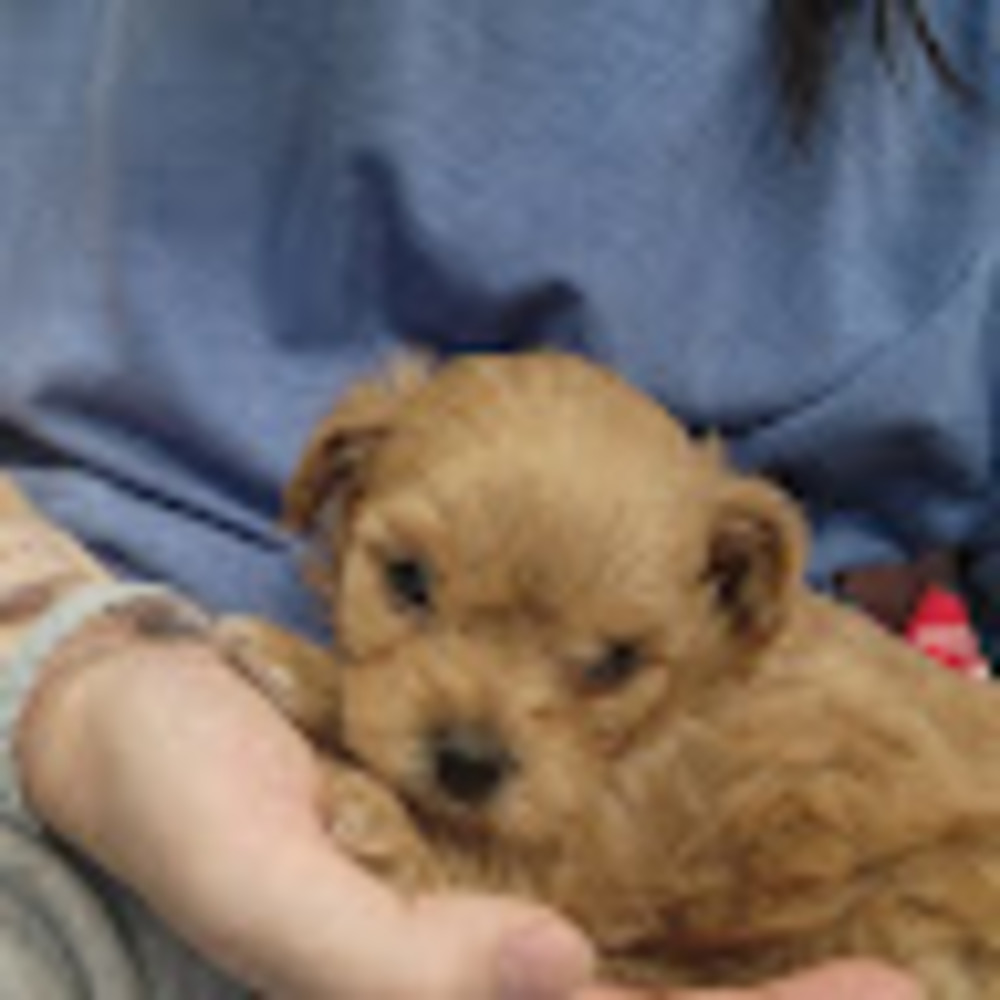 Meet your Posher, Stella